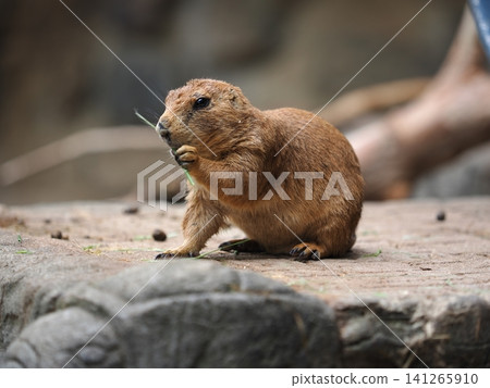 Oguro Prairie Dog Oguro Prairie Dog 141265910