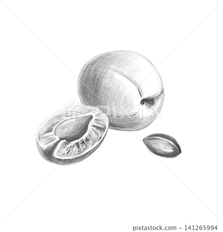 Whole apricot, half and pit. Detailed isolated pencil drawing for design in restaurants, cafes, culinary blogs, food brands, farms, grocery stores, bars. Whole apricot, half and pit. Detailed isolated pencil drawing for design in restaurants, cafes, culinary blogs, food brands, farms, grocery stores, bars. 141265994