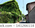Abandoned shrubs covered with ivy 141266118