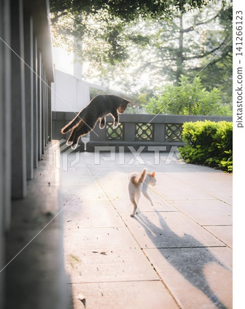 Cats playing outdoors Cats playing outdoors 141266123