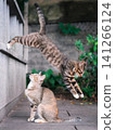 Two cats playing outdoors 141266124