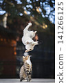 Cat Mid-Air Leap 141266125