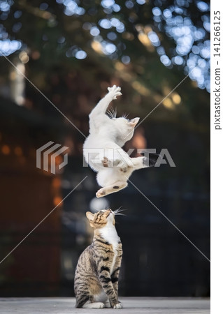 Cat Mid-Air Leap Cat Mid-Air Leap 141266125