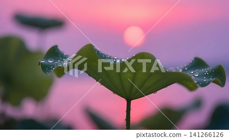 Lotus leaf with dew drops at sunrise Lotus leaf with dew drops at sunrise 141266126
