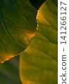 Dewdrops on Lotus Leaf at Sunrise 141266127