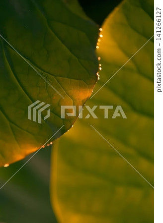 Dewdrops on Lotus Leaf at Sunrise Dewdrops on Lotus Leaf at Sunrise 141266127