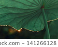 Dewdrops on Lotus Leaf 141266128