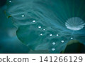 Water Droplets on Lotus Leaf 141266129