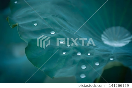 Water Droplets on Lotus Leaf Water Droplets on Lotus Leaf 141266129