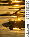 Golden Hour Lotus Leaf Reflection 141266130