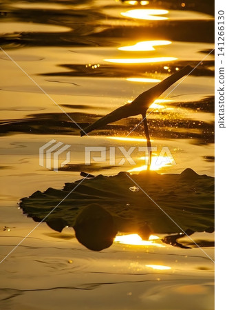 Golden Hour Lotus Leaf Reflection Golden Hour Lotus Leaf Reflection 141266130
