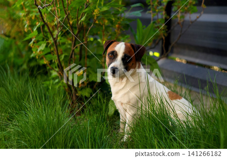Portrait of a cute Jack Russell Terrier sitting in the tall green grass in the garden, pet lifestyle and animal concept 141266182