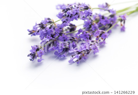 Lavender flowers creating relaxing aromatherapy herbal concept Lavender flowers creating relaxing aromatherapy herbal concept 141266229