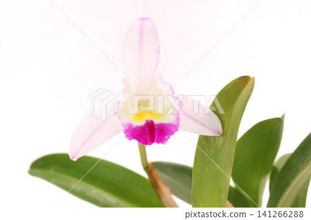 Cattleya orchid, white flower, pink lip, bright background. 141266288