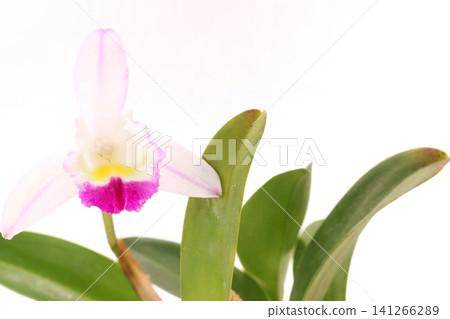 卡特蘭蘭花,白色花朵,粉紅色唇瓣,明亮的背景。 卡特蘭蘭花,白色花朵,粉紅色唇瓣,明亮的背景。 141266289