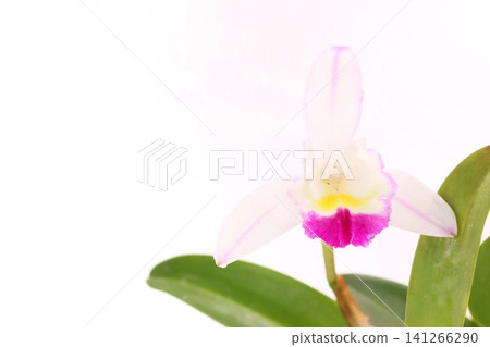 Cattleya orchid, white flower, pink lip, bright background. Cattleya orchid, white flower, pink lip, bright background. 141266290