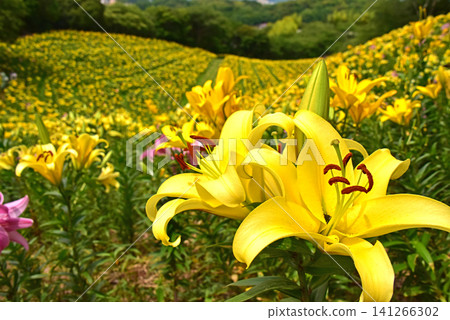 Shizuoka Prefecture, Kasui Lily Garden, A field of lilies Shizuoka Prefecture, Kasui Lily Garden, A field of lilies 141266302