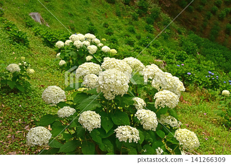 Shizuoka Prefecture, Kasui Lily Garden, Hydrangea Shizuoka Prefecture, Kasui Lily Garden, Hydrangea 141266309