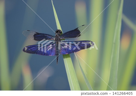blue dragonfly blue dragonfly 141266405