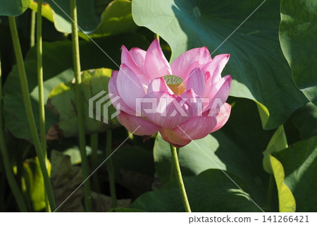 Landscape with lotus flowers 141266421