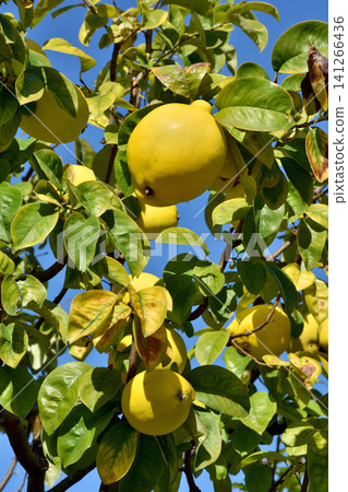 Quince from Sky Farm 141266436