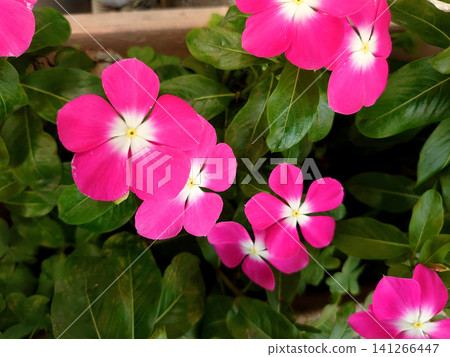 A summer garden adorned with vibrant pink vinca flowers. 141266447