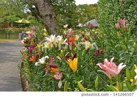 靜岡縣 香井百合園 百合花 141266507