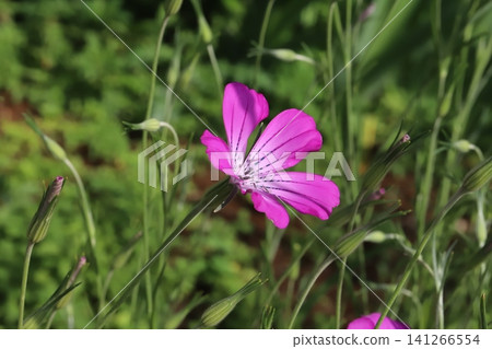 The flower of the wheat sedge (Centrop serrata), with its pink petals, white center, and black stripes, blooms in the park in spring. The flower of the wheat sedge (Centrop serrata), with its pink petals, white center, and black stripes, blooms in the park in spring. 141266554