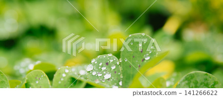 Horizontal wide banner of fresh green oxalis deppei leaves covered in shiny water drops after rain with a soft beautiful creamy bokeh backdrop in a garden Horizontal wide banner of fresh green oxalis deppei leaves covered in shiny water drops after rain with a soft beautiful creamy bokeh backdrop in a garden 141266622