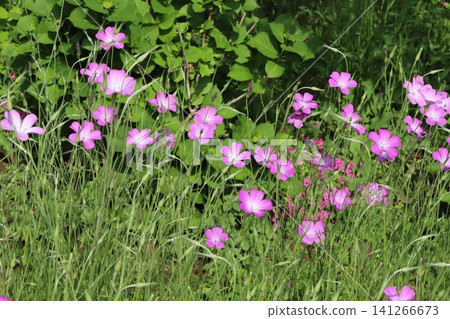 Pink cornflowers blooming in the spring park. Pink cornflowers blooming in the spring park. 141266673