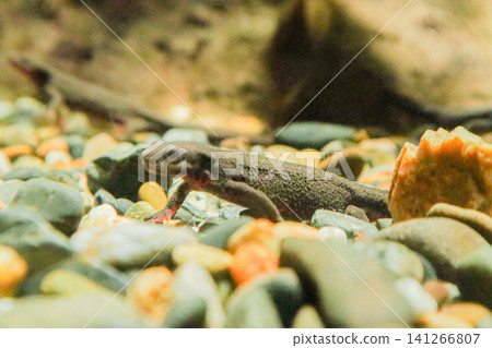A newt (Japanese fire belly newt) swimming among the aquatic plants in the aquarium. 141266807