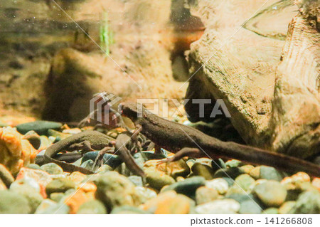 A newt (Japanese fire belly newt) swimming among the aquatic plants in the aquarium. 141266808