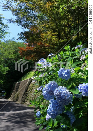 Walking on Mt. Shionide where hydrangeas bloom - Kagawa Prefecture Walking on Mt. Shionide where hydrangeas bloom - Kagawa Prefecture 141266902