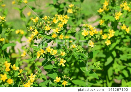 St. John's wort (genus Hypericum), Malpighiales order. 141267190