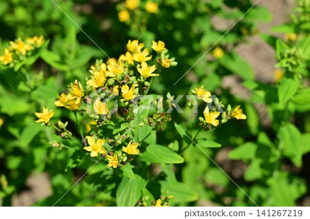 St. John's wort (genus Hypericum), Malpighiales order. St. John's wort (genus Hypericum), Malpighiales order. 141267219