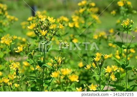 St. John's wort (genus Hypericum), Malpighiales order. 141267255