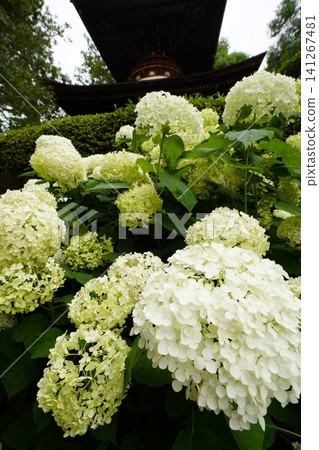 White hydrangea White hydrangea 141267481
