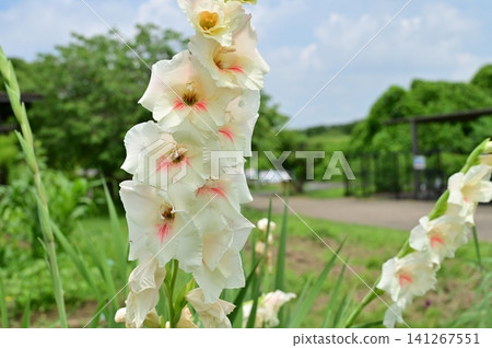 White flowers of the gladiolus genus (Iridaceae family). White flowers of the gladiolus genus (Iridaceae family). 141267551