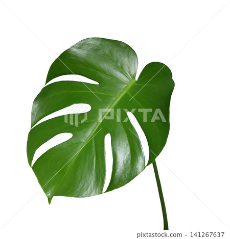 Photo of a single Monstera leaf with deep incisions. Photo of a single Monstera leaf with deep incisions. 141267637