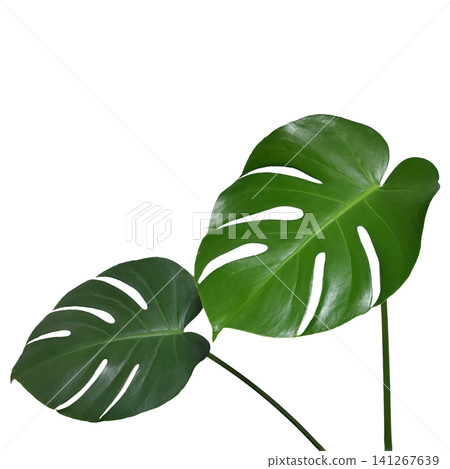 A stock photo of deeply lobed monstera leaves. A stock photo of deeply lobed monstera leaves. 141267639