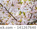 Cherry blossoms in full bloom 141267640