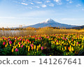 Fuji from Lake Kawaguchi Oishi Park 141267641