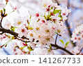 Cherry blossoms in full bloom 141267733