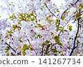 Cherry blossoms in full bloom 141267734