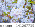Cherry blossoms in full bloom 141267735