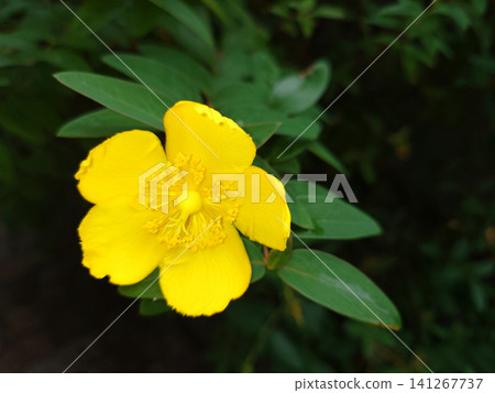 The yellow flowers of the Hypericum patulum stand out against the green background (left-facing). The yellow flowers of the Hypericum patulum stand out against the green background (left-facing). 141267737