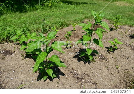 Seedlings of the tree pepper (or striped pepper), a perennial plant in the nightshade family. Seedlings of the tree pepper (or striped pepper), a perennial plant in the nightshade family. 141267844