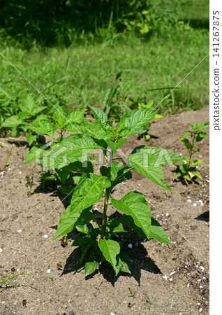 Seedlings of the tree pepper (or striped pepper), a perennial plant in the nightshade family. Seedlings of the tree pepper (or striped pepper), a perennial plant in the nightshade family. 141267875