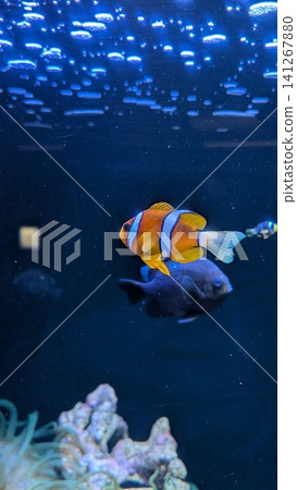 A fantastical aquarium: Colorful tropical fish, clownfish, stand out in the blue underwater world. A fantastical aquarium: Colorful tropical fish, clownfish, stand out in the blue underwater world. 141267880