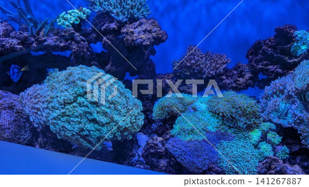 A fantastical blue aquarium: A beautiful underwater world of shimmering coral and tropical fish. A fantastical blue aquarium: A beautiful underwater world of shimmering coral and tropical fish. 141267887